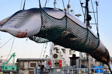 Japan to Withdraw From International Whaling Commission and Continue Commercial Whaling